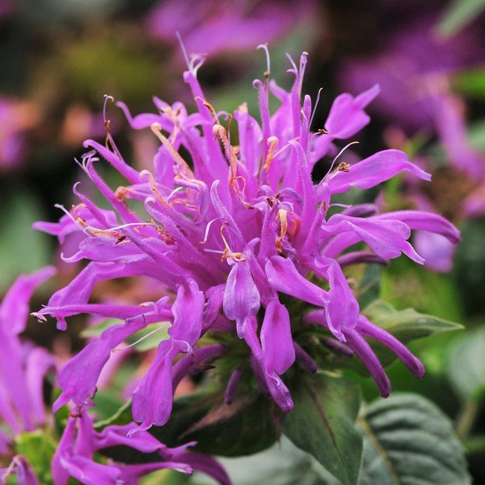 best smelling flowers Bee Balm Didyma Balmy Lilac Rooted