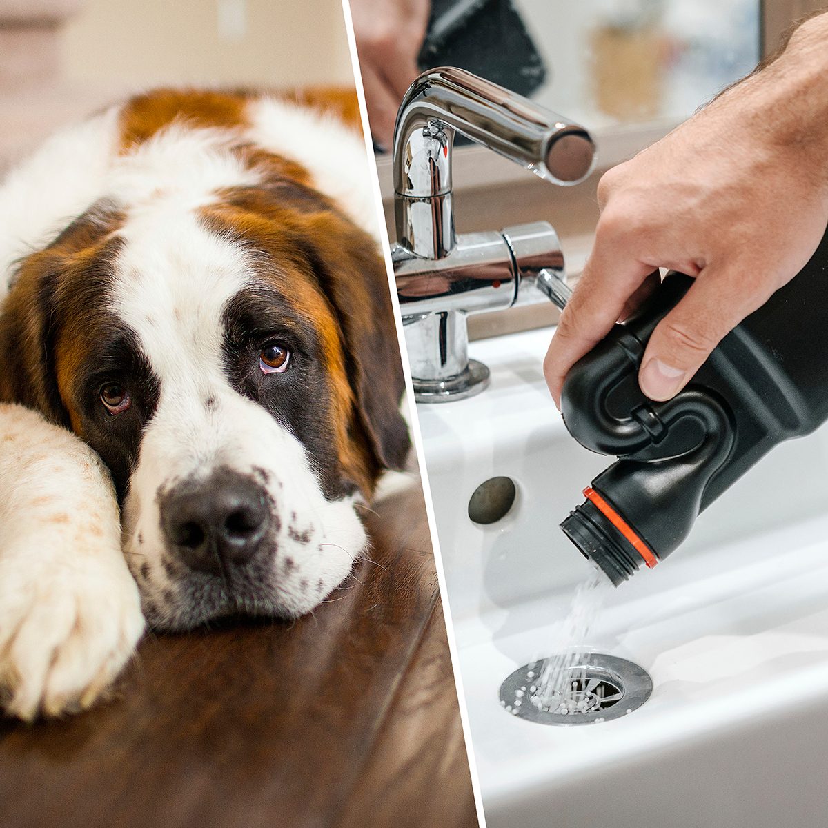 A tired Saint Bernard dog relaxes on a hardwood floor indoors./Removal of blockage in the sink, the hand of a man with a bottle of a special remedy with granules. Clean the blockages in the bathroom with chemicals.