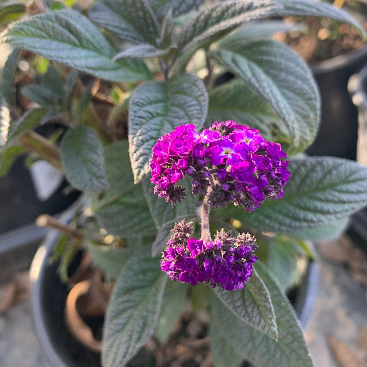 best smelling flowers Heliotrope Fragrant Delight