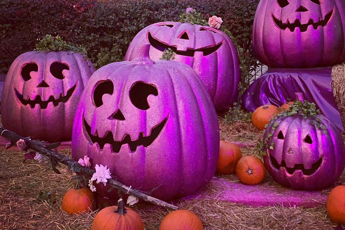 Here’s Why People Put Out PURPLE Pumpkins On Halloween