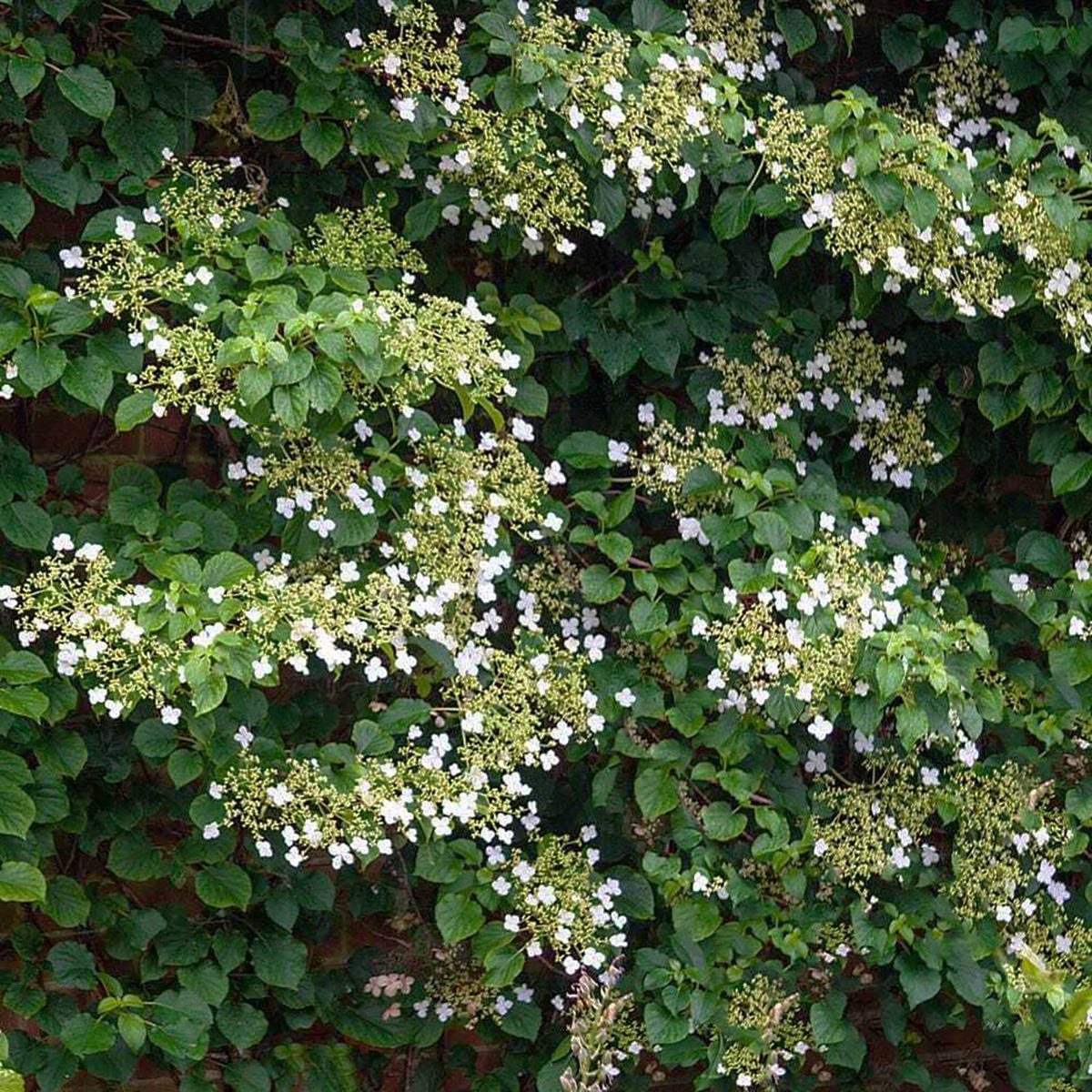 Spring Hill Nurseries Climbing Hydrangeas