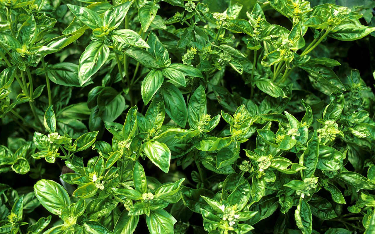 12 Mistakes You May Be Making with Fresh Basil
