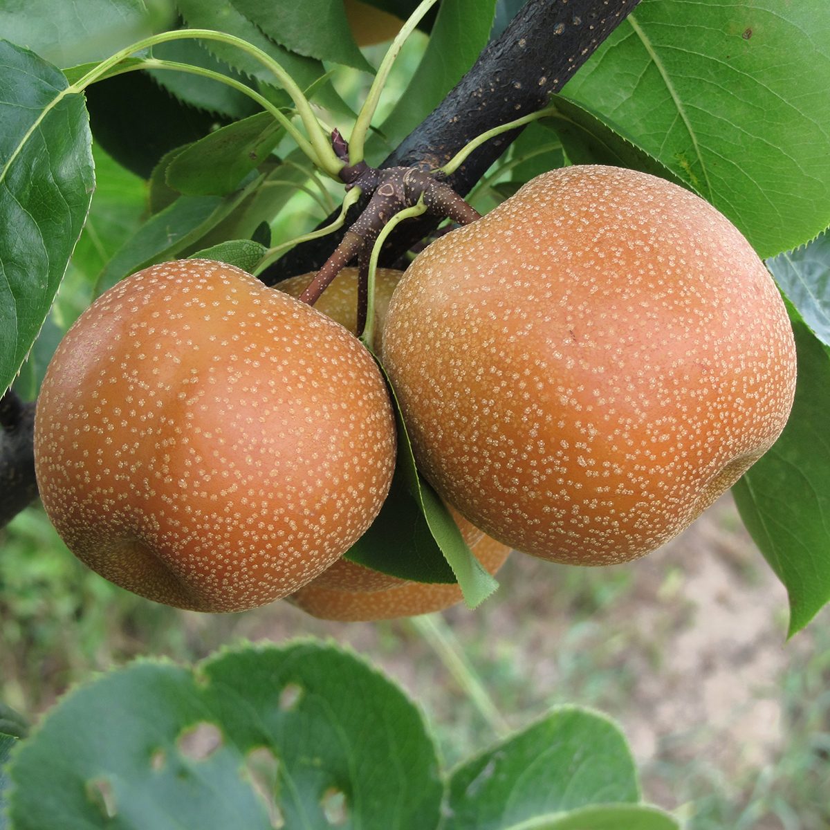 Nashi pears known also as apple pears hanging on the tree . Pyrus pyrifolia is a species of pear tree of the Rosaceae family native of East Asia