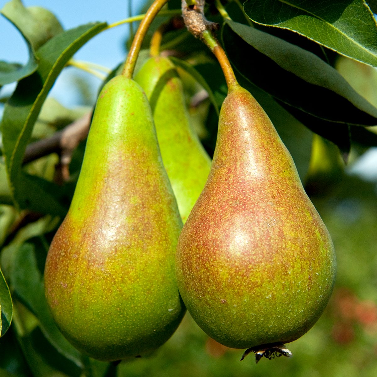 Pear (Pyrus), 
