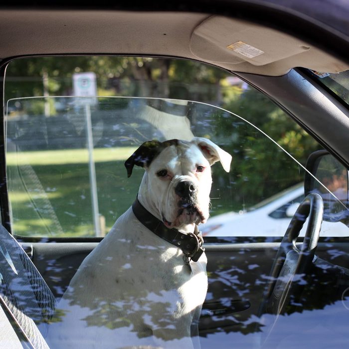 Dog sits in driver
