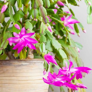 Christmas cactus
