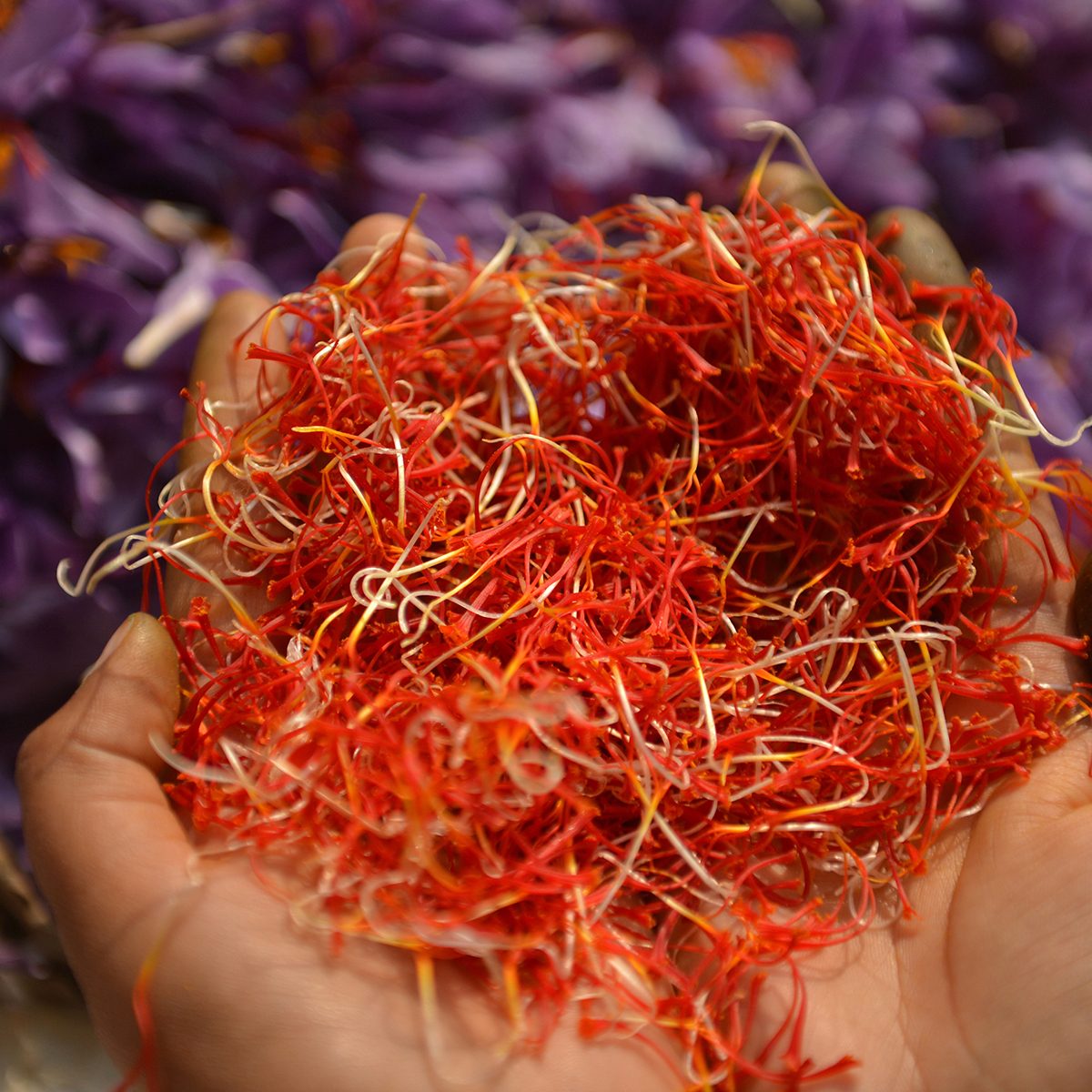 indian spices A Kashmiri farmer shows saffron petals after being picked from flowers at a farm in Pampore, south of Srinagar on November 1, 2016. - Kashmir is one of the few places in the world, where the world