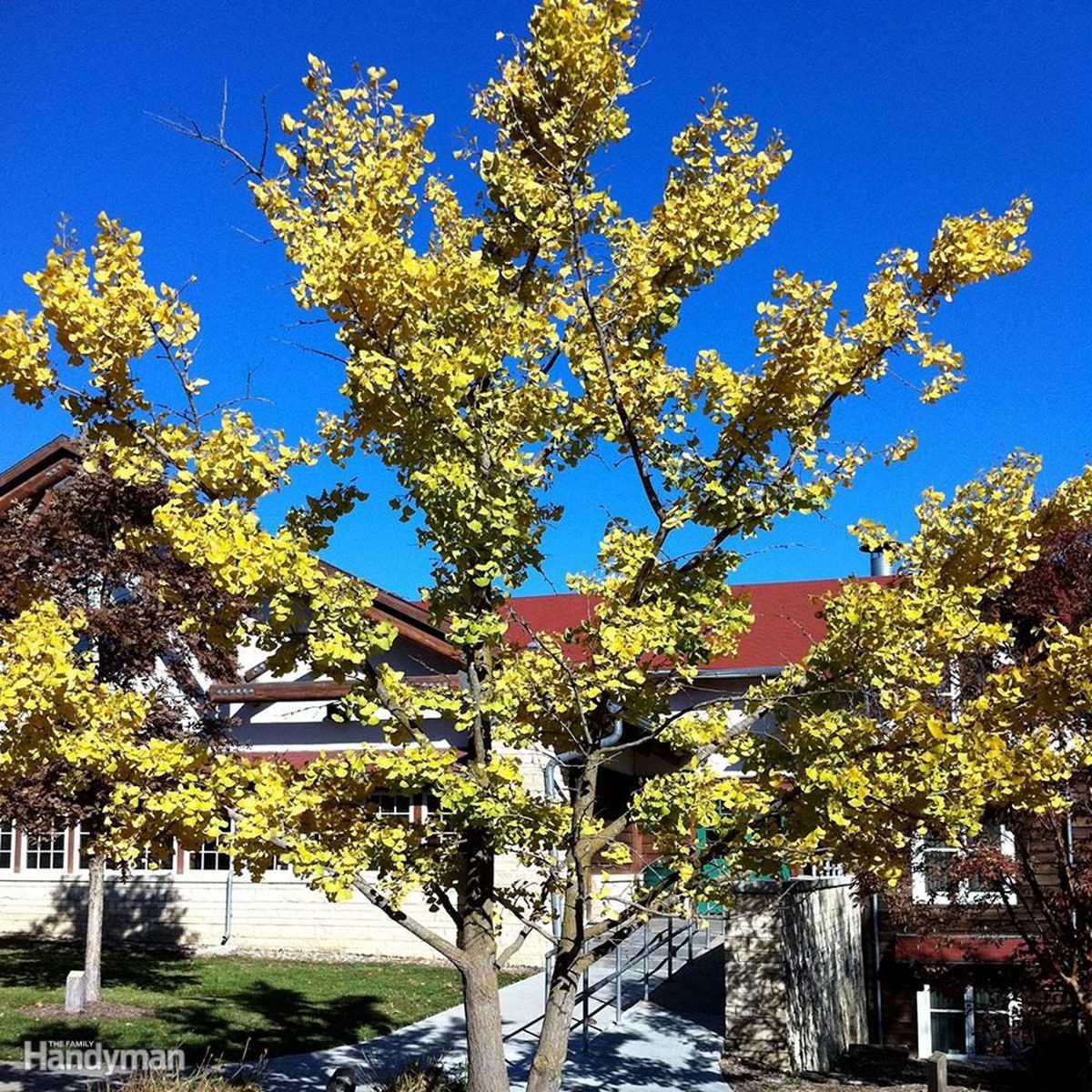 Best Trees for Backyard: Ginkgo