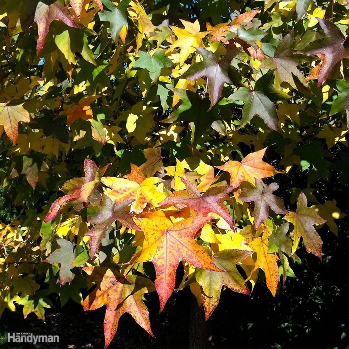 Good Front Yard Trees: Sweet Gum