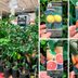 Costco Is Selling Beautiful Citrus Trees Right Now—and It Officially Feels Like Spring