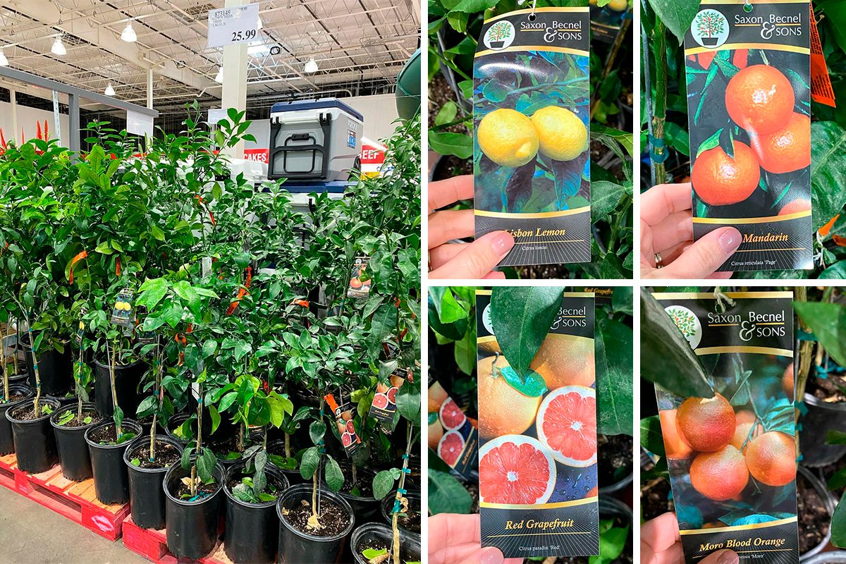 Costco Is Selling Beautiful Citrus Trees Right Now—and It Officially Feels Like Spring