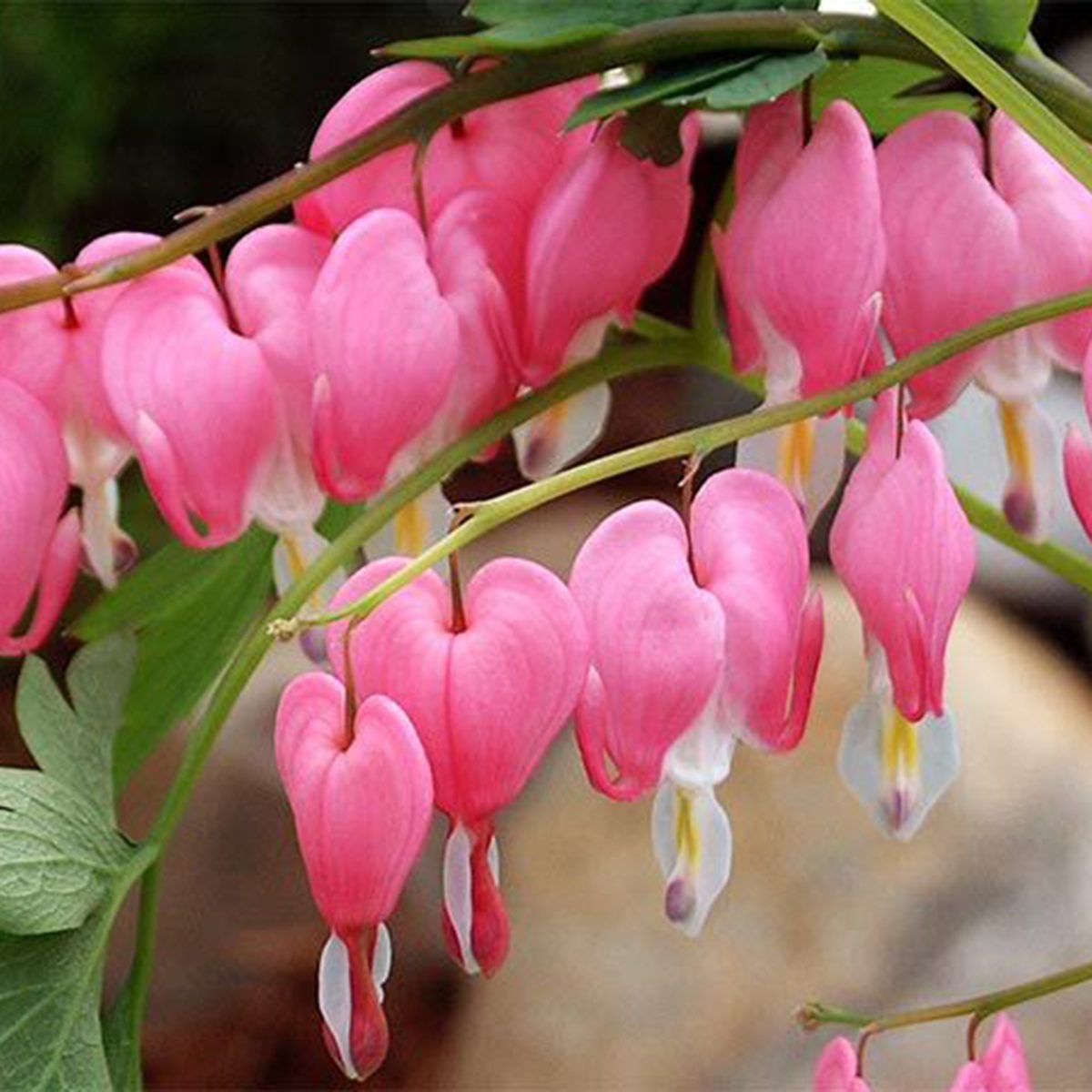 Pink Bleeding Heart Walters Gardens