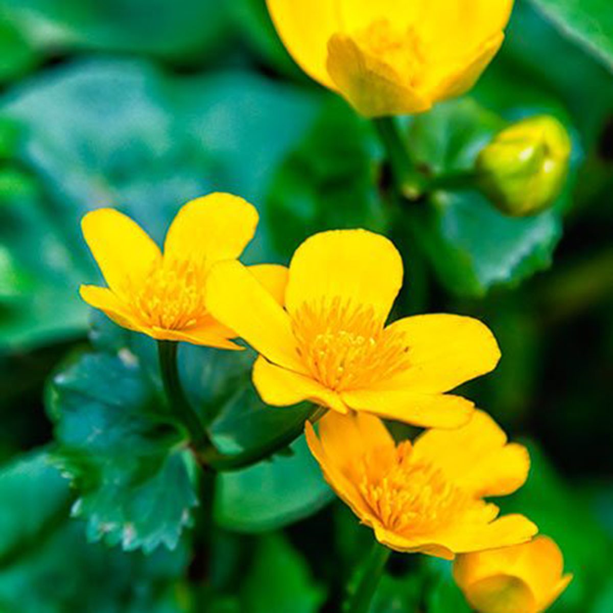 Yellow Marsh Marigold Shutterstock