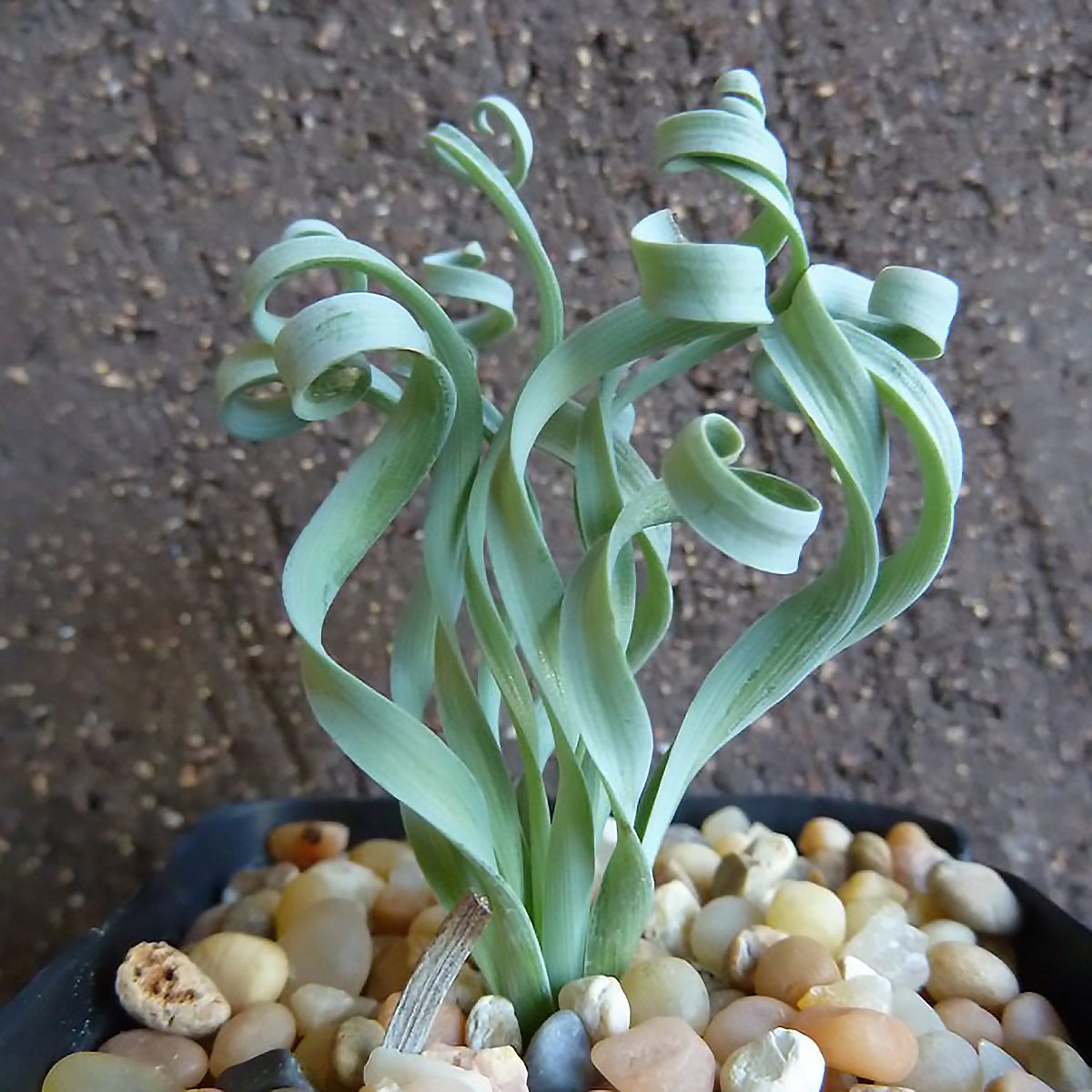Albuca concordiana - 5 seeds