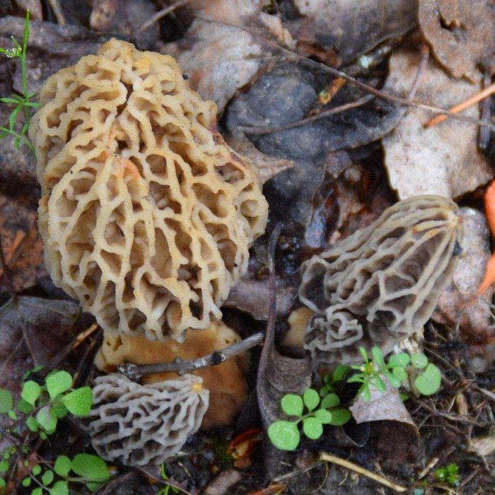 Backyard Mushroom Morel Growing Kit
