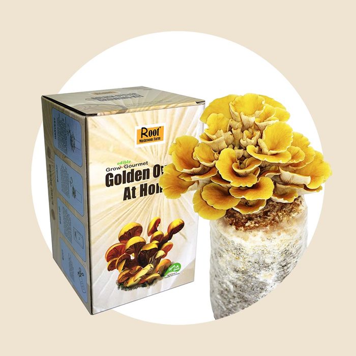 Golden Oyster Mushroom Grow Kit