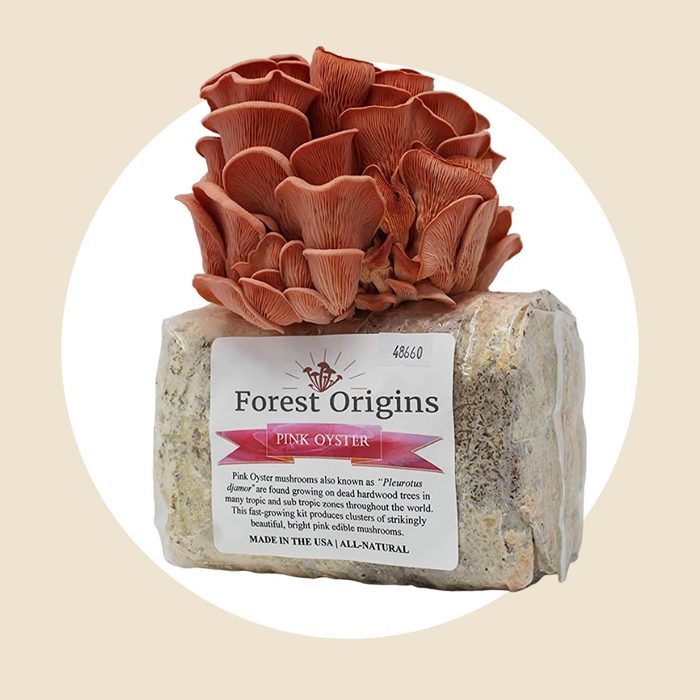 Pink Oyster Mushroom Growing Kit