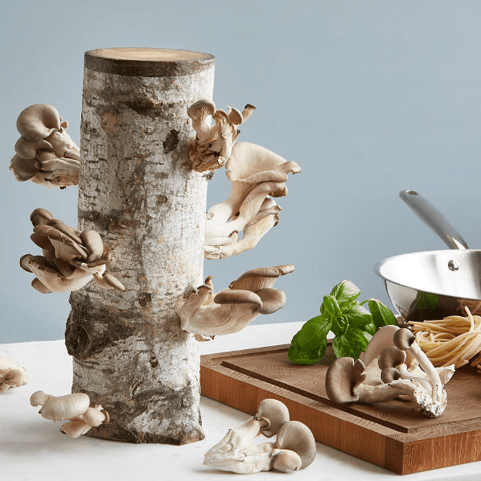 Oyster Mushroom Log Kit