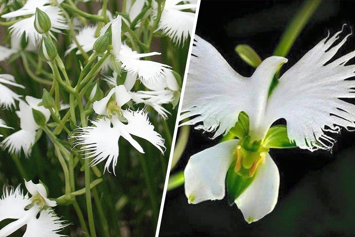 This White Dove Flower Looks Just Like a Bird in Flight