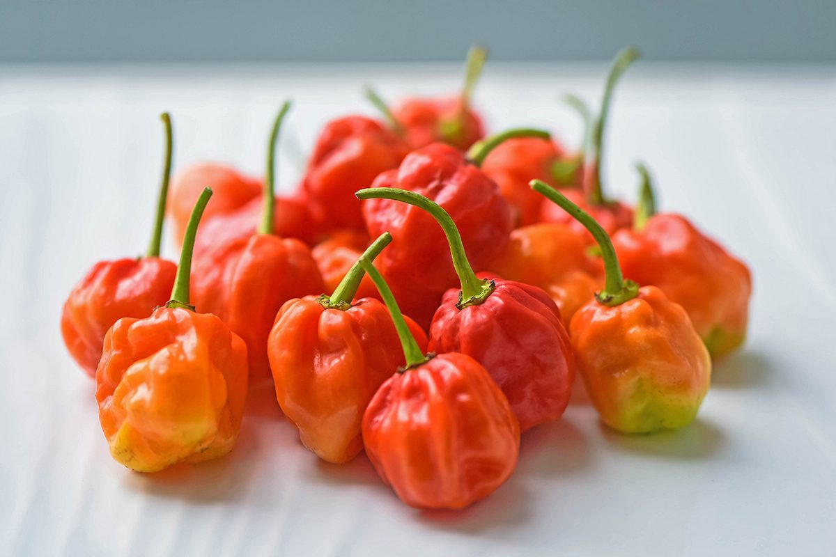 Scotch Bonnet Hot Chilli Peppers On White Background