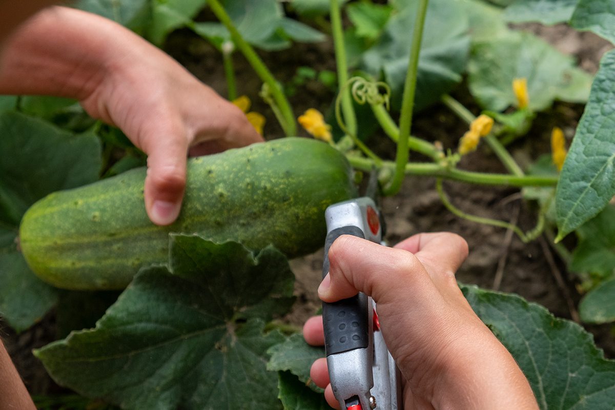 Cropped Image Of Person Holding Small Plant
