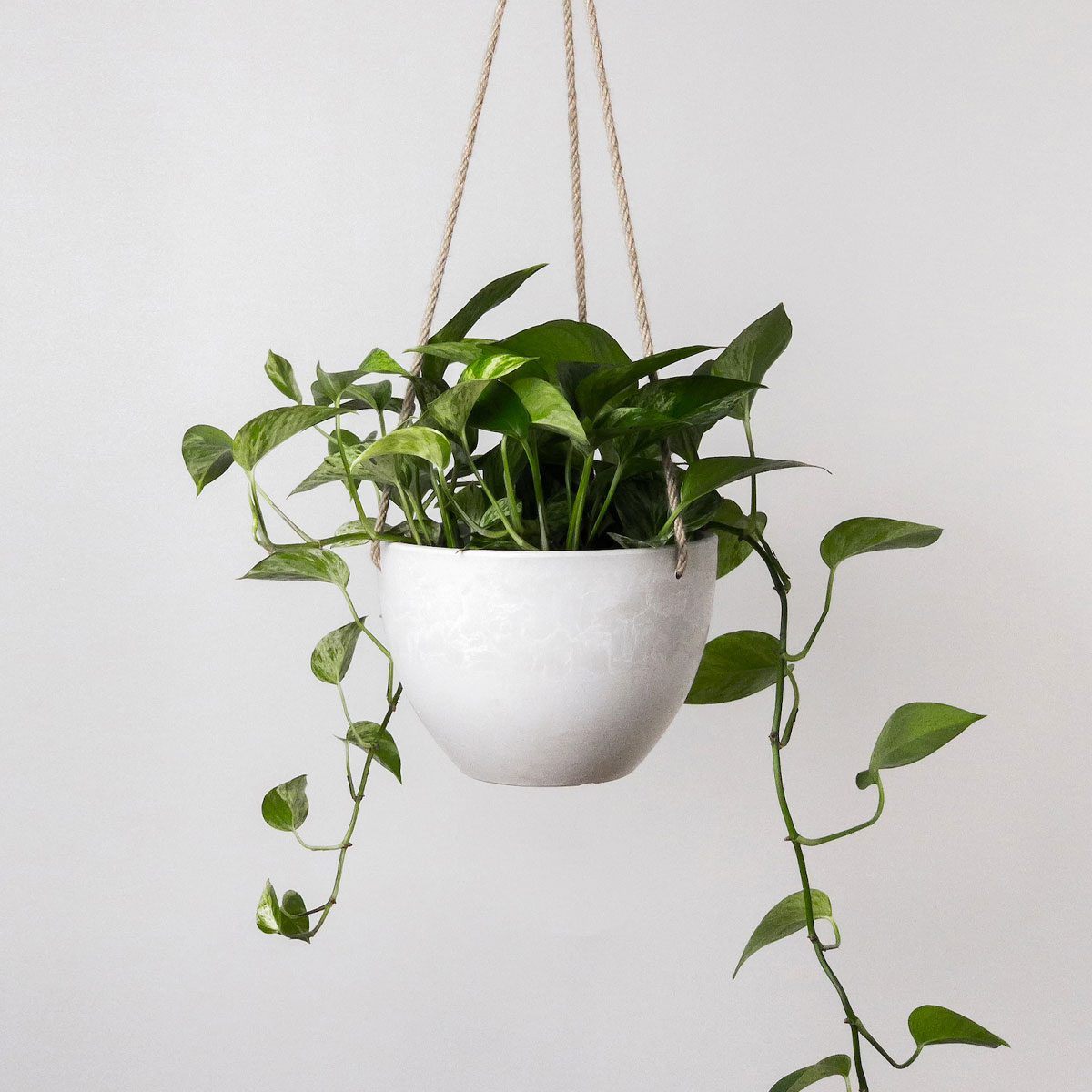 Indoor Hanging Planter