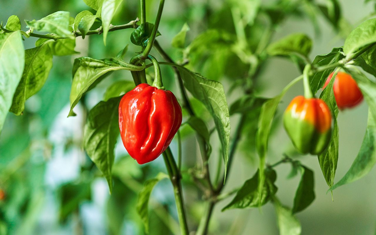 How to Grow Hot Peppers