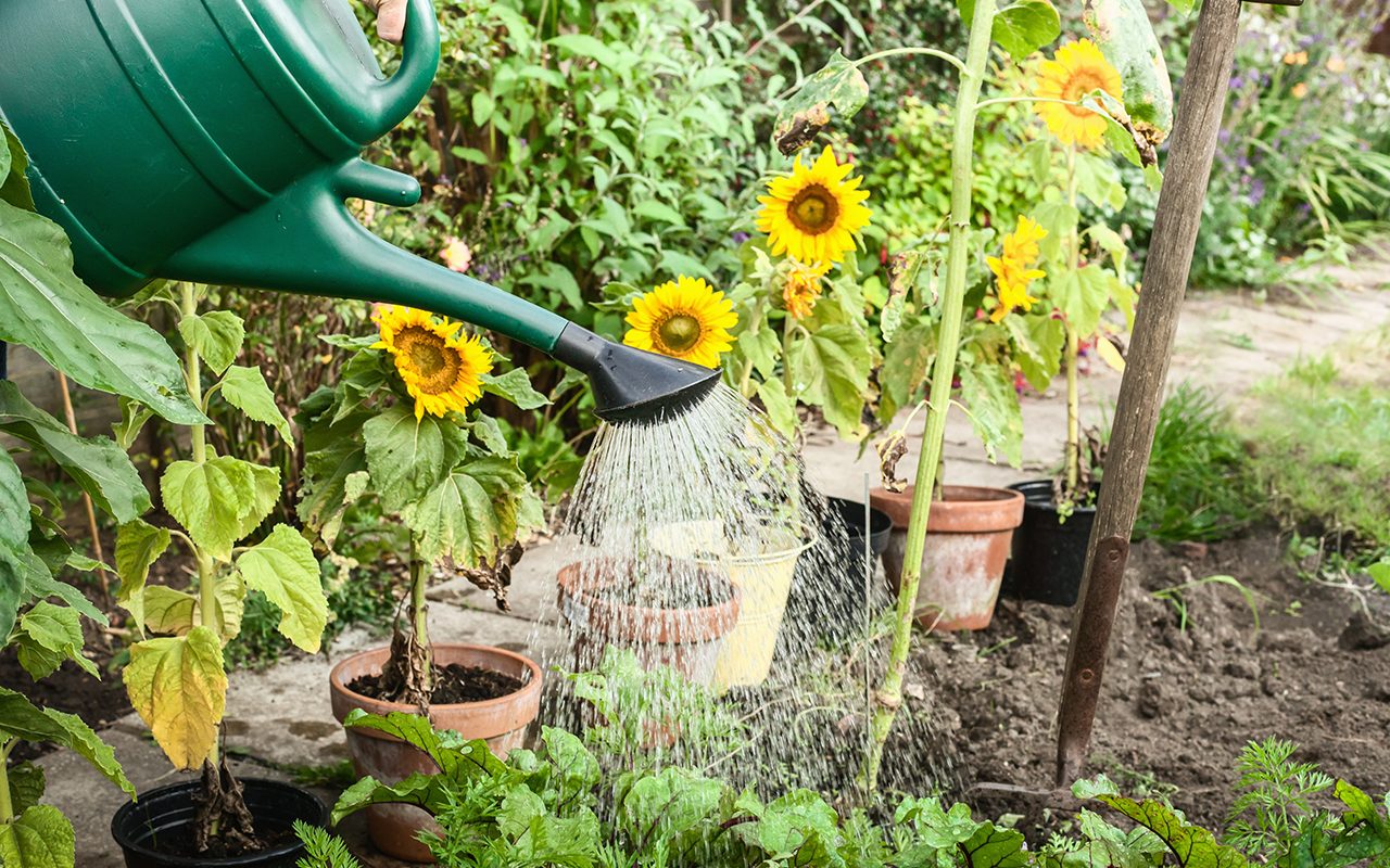 Can Epsom Salt Help Your Garden Grow?