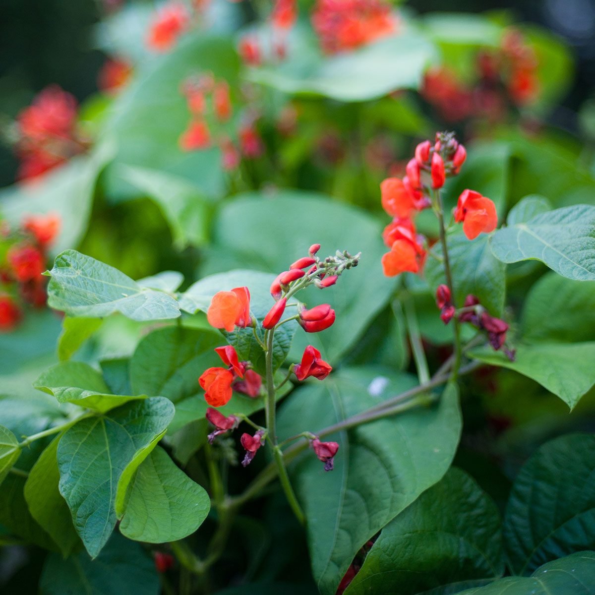 Runner Bean Flowers