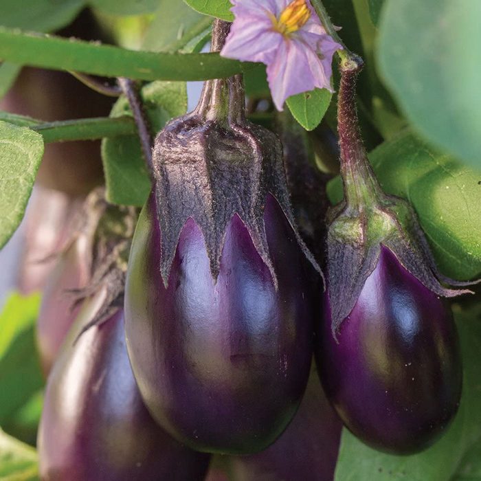 Patio Baby Eggplant