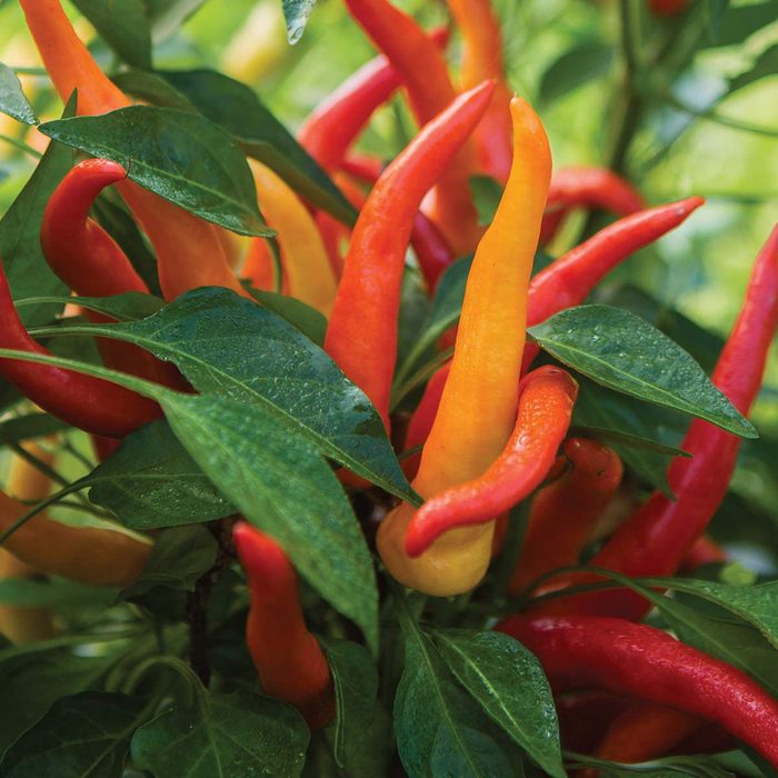 Sweet Savour Peppers