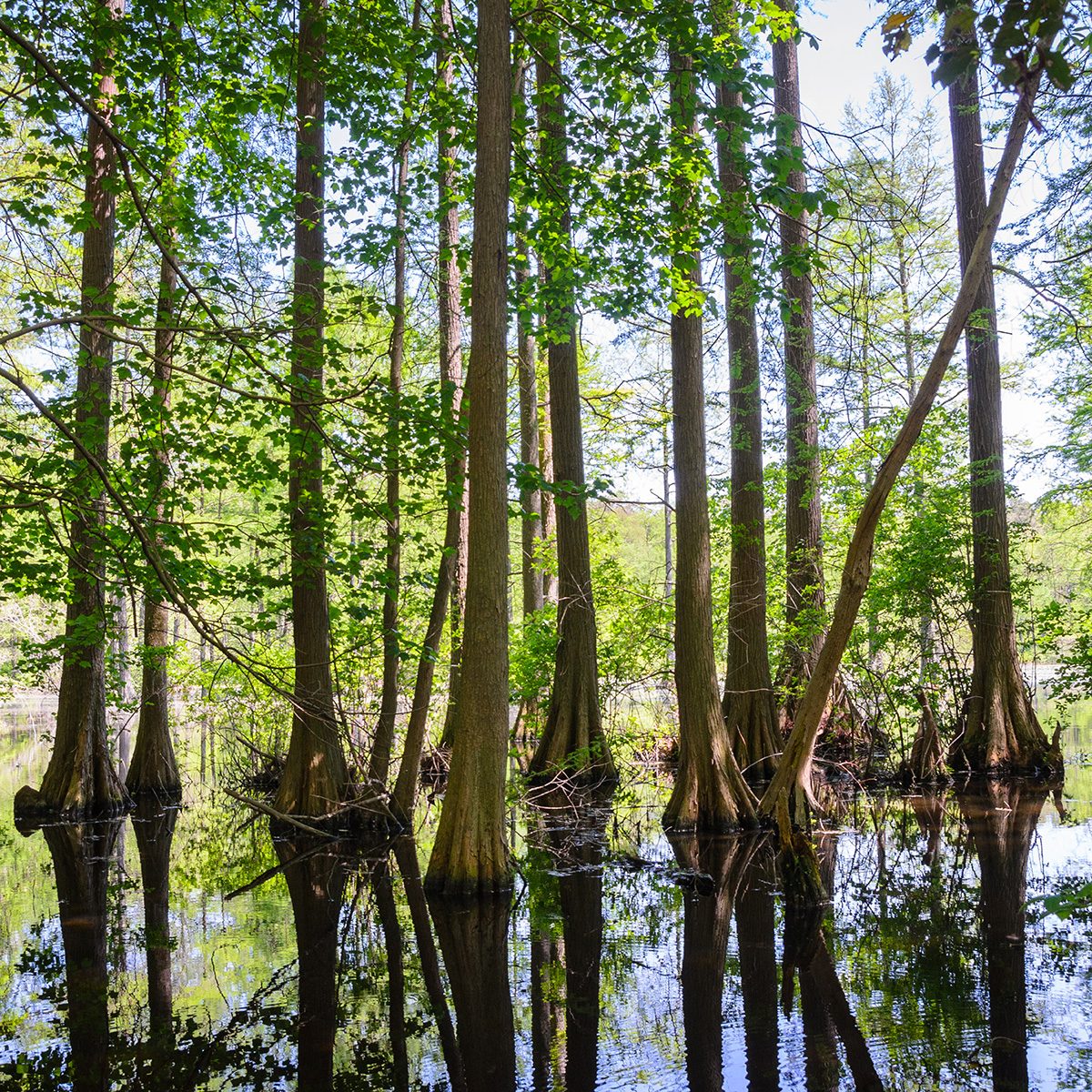 Trap Pond State Park