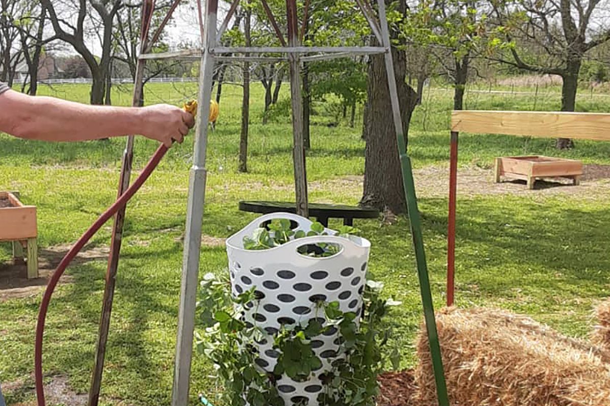 How to Make a DIY Laundry Basket Strawberry Planter for Summer
