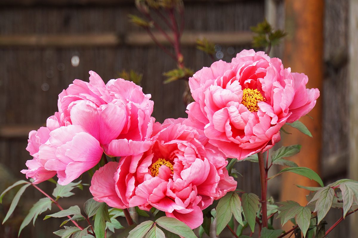 How to Care for Peonies