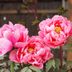 How to Care for Peonies