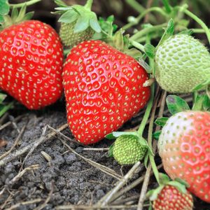 Rainier Strawberry Great For Home