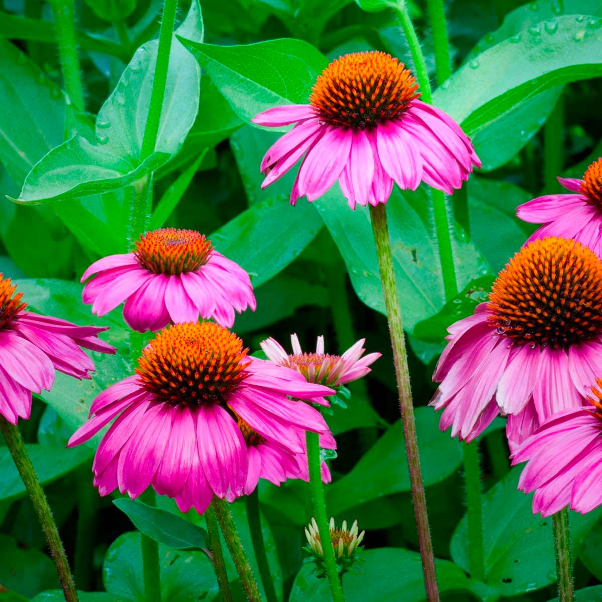 Coneflowers