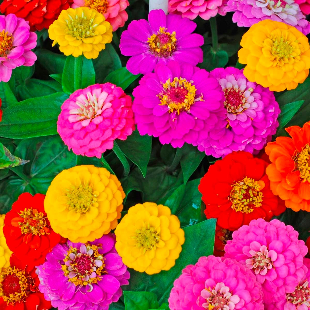 Low-Maintenance Annual Flowers: Zinnias