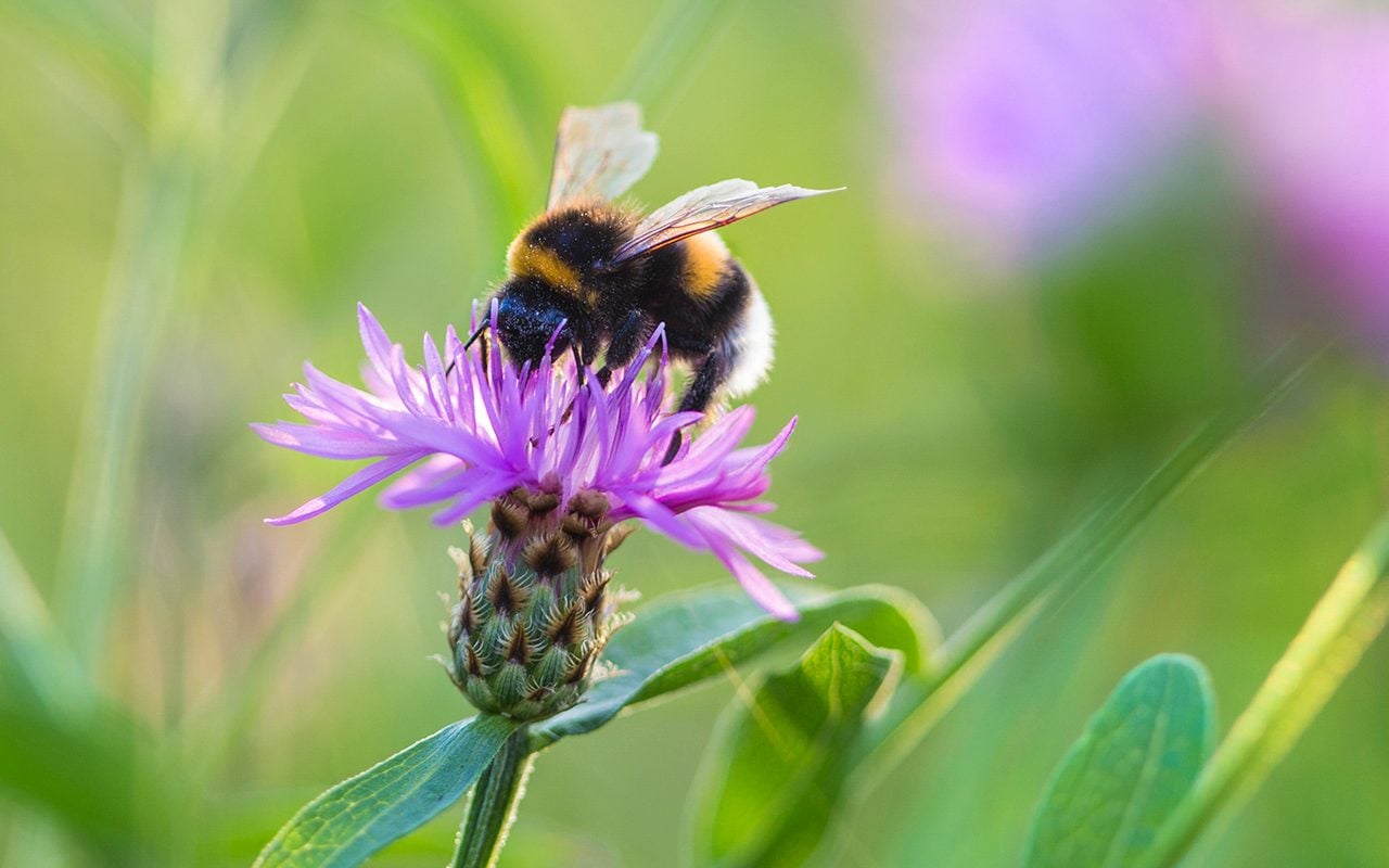 6 Ways You Can Help Save the Bees