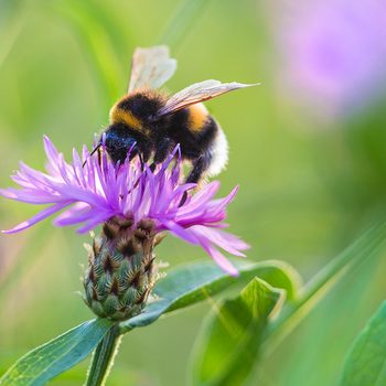 Bumble bee (Bombus lucorum) or white-tailed bumblebee on a purple flower.