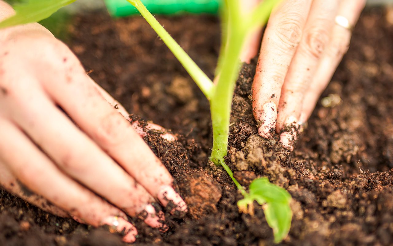 how to grow zucchini Young tomato plants growing in greenhouse, poly-tunnel.
