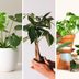 20 Places to Buy Houseplants Online