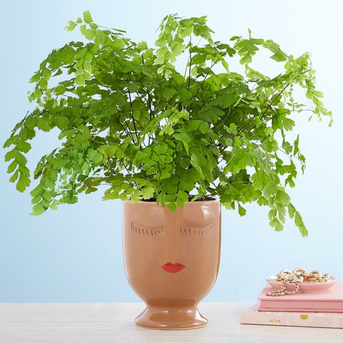 Maiden Hair Fern houseplants for sale