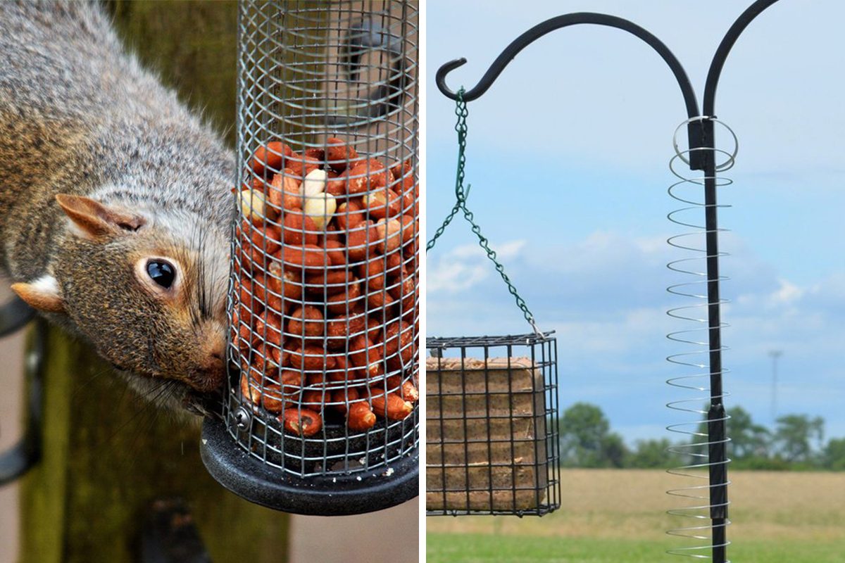How to Keep Squirrels Away from Bird Feeders Using a Slinky