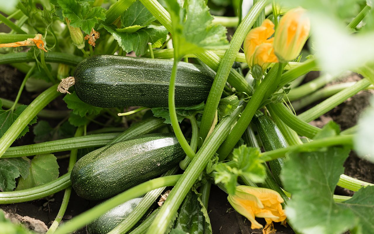 How to Grow Zucchini in Your Backyard Garden