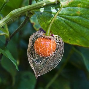 Chinese Lantern Seeds Medium