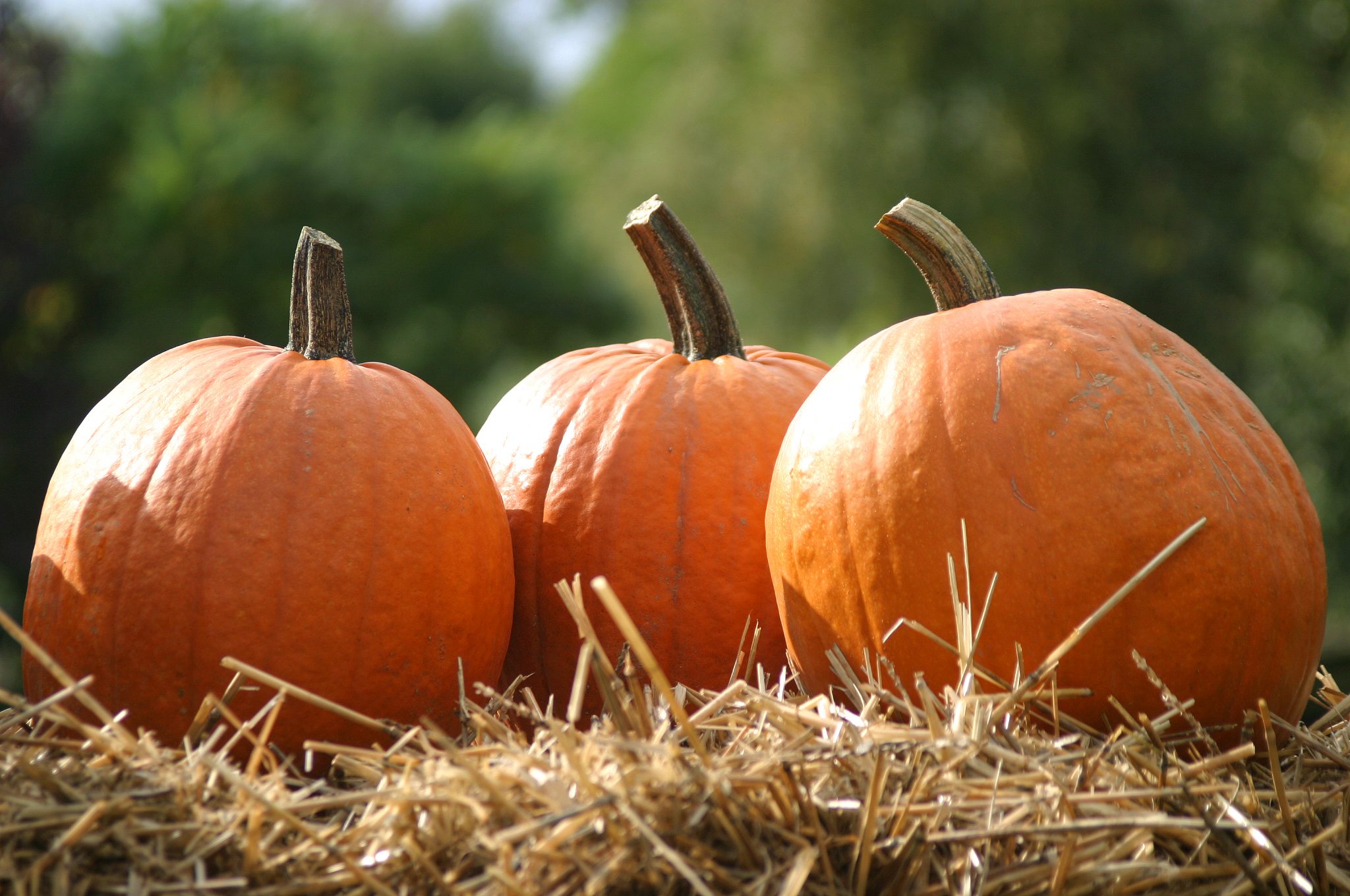 10 Places to Buy Amazing Pumpkins This Fall