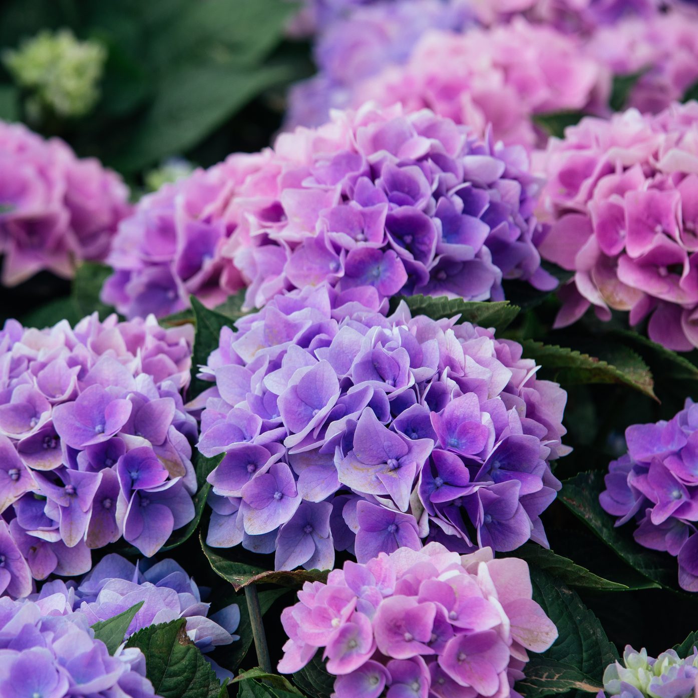 A close up view of Hydrangea (Hortensia). Wonderful Purple, blue and pink flowers