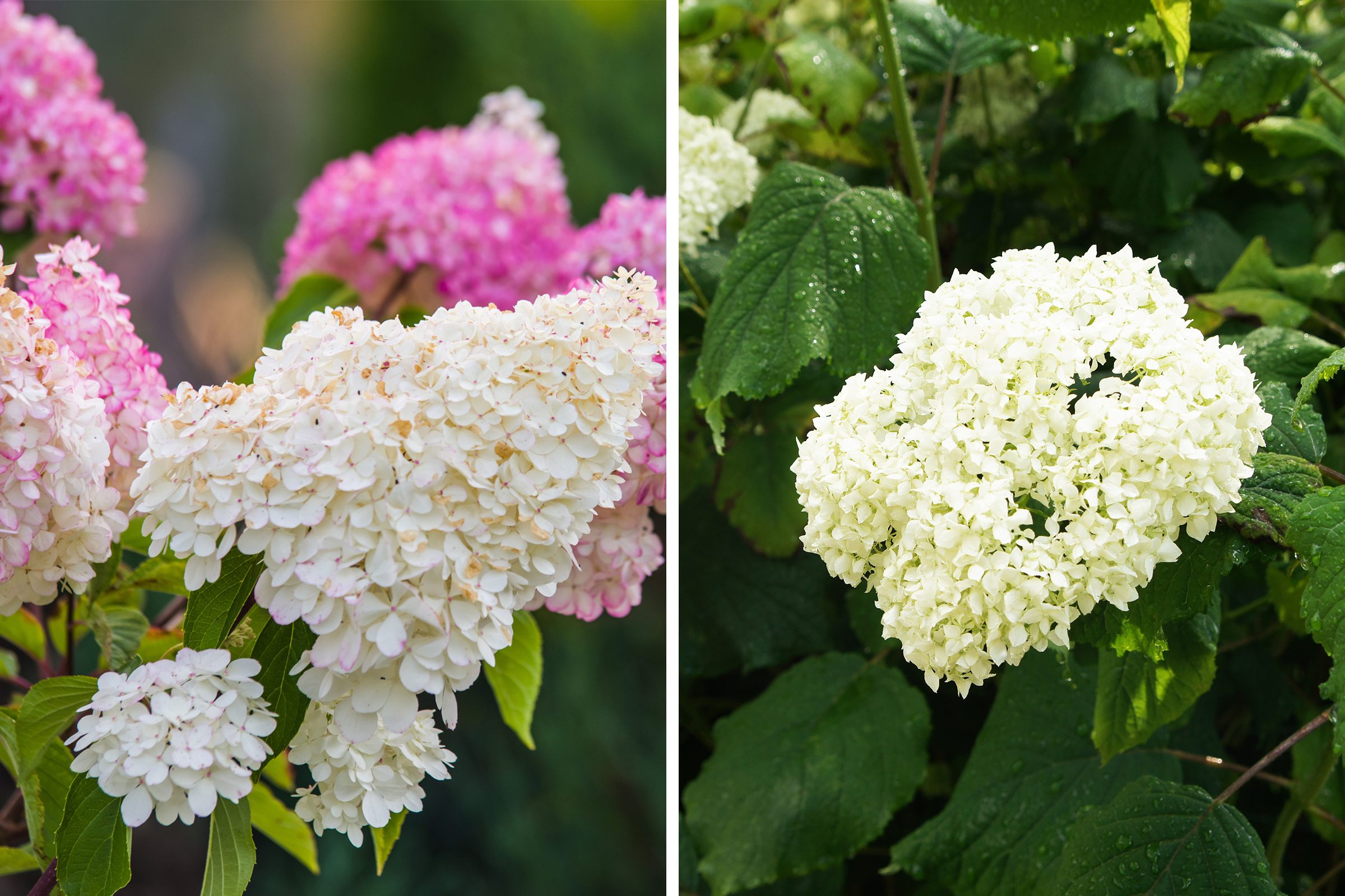 Panicle And Smooth Hydrangeas Side By Side