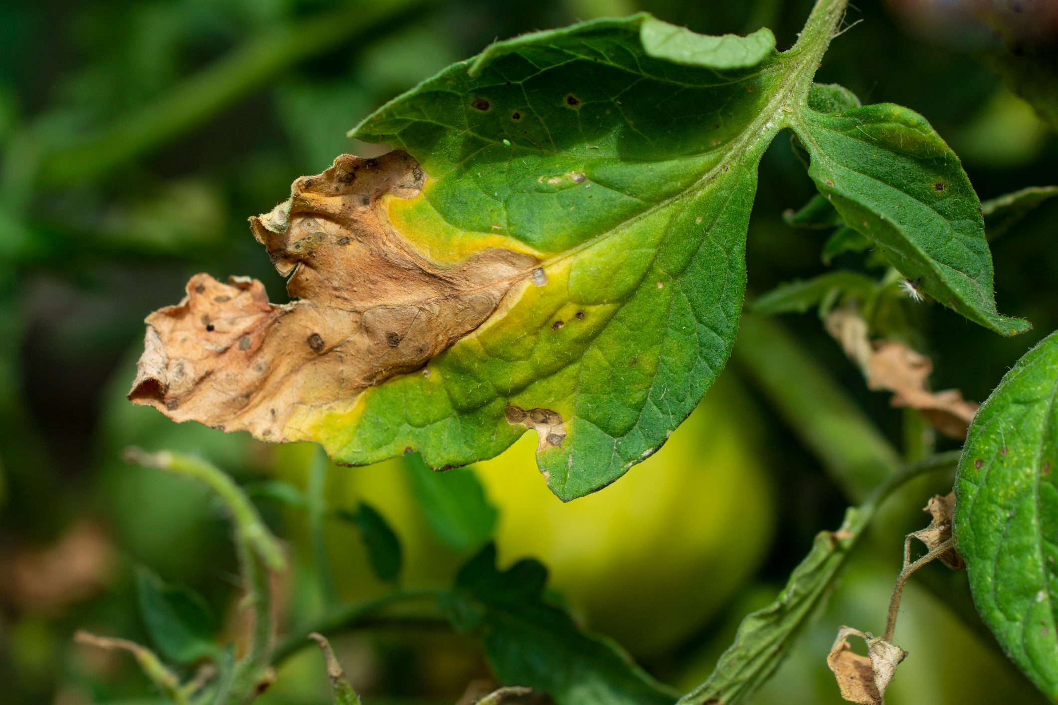 Manifestations of late blight on tomato leaves. Fungal disease of tomatoes